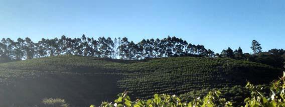 Coffee Brazil produces about 1/3 of the