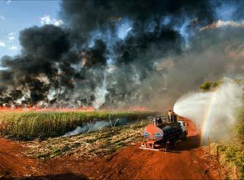 Harvest Fields are burned before harvest to