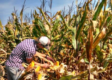 Corn Farmed around 4500 acres Avg farm size in