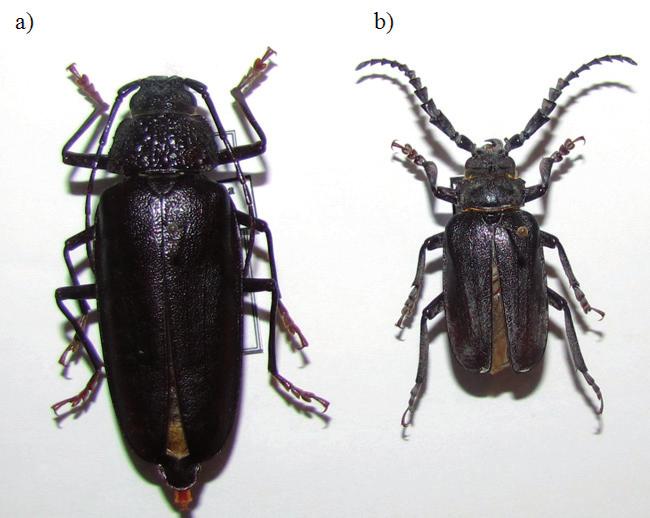 Figure 2. Newly recorded longhorn beetles for Istria Slika 2. Novi nalazi cvilidreta za Istru a) Ergates faber (Linnaeus, 1761), female, Vela Tr