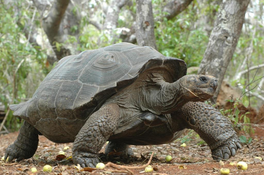 16 May San Cristobal Galapaguera Cerro Colorado Located in the south east of San Cristobal, this area is home to giant tortoise corral, where tortoises are kept in near-natural conditions.