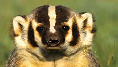 needs improvement Tom Tietz Mike baird American Badger Proposed South Okanagan-Similkameen National Park Reserve, BC The badger, known for the badges on its cheeks, is considered endangered in