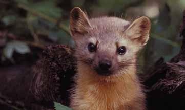 However, there is concern among conservationists about the ability of New Brunswick s forests to sustain marten populations, given recent decisions to reduce old forest conservation on public lands.