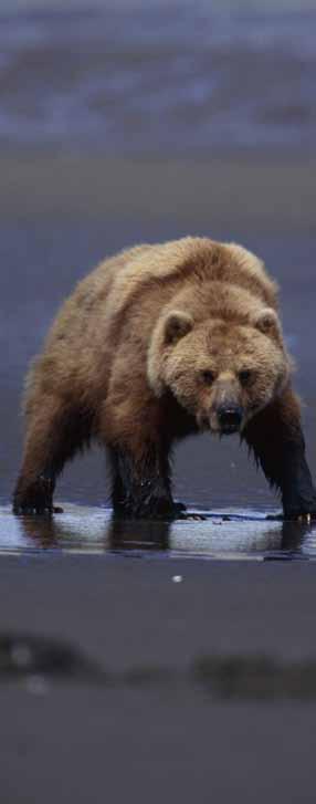 grizzly bear Grizzly bears have recently been listed as threatened by the Government of Alberta, and some populations in BC are considered threatened.