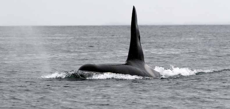 queen charlotte lodge orca Orcas, also known as killer whales, are a flagship species of Canada s west coast. Four BC orca populations are listed as species at risk under federal legislation.