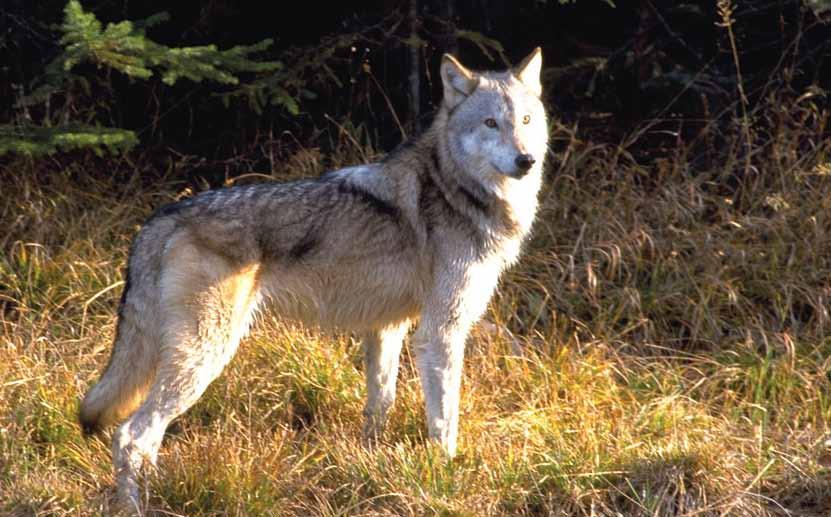 good news stories Lori Labatt Eastern Wolf Algonquin Provincial Park, ON The eastern wolf once ranged across much of eastern North America, but due to habitat loss and a concerted extermination