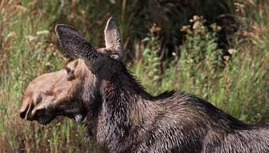 A huge spike in the number of wolves and coyotes, which prey on moose and spread disease, is a major factor in the moose population decline.
