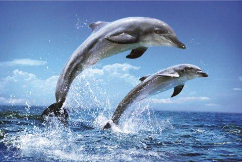 Dolphin Cove Limited Ticker: DCOVE Financial Year End: