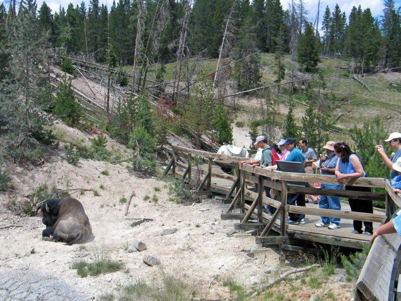 Yellowstone 2006 page 8 Bison and Tourists Tuesday, 7/4/06: We visited Biscuit Basin, Black Sands, and Hayden Valley. Lots of wildlife sightings, - bison, elk, many birds, no bear or wolf.