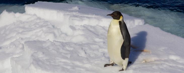 Glacial moraines are packed with penguins as they become the first areas to be snow-free.