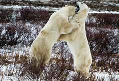 SMALL GROUPS BIG ADVENTURES BEARS OF CHURCHILL: TUNDRA BUGGY ADVENTURE VARIOUS DATES OCTOBER AND NOVEMBER 2017 $5,799 cad PER PERSON BASED ON DOUBLE OCCUPANCY Home to the King of the Arctic Manitoba