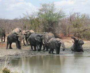 of the Kruger National Park and Letaba Ranch
