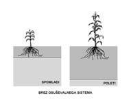Novi izzivi v agronomiji 2013 243 poletnih mesecih. Če se gladina z vodo nasičenega območja dvigne v plast, kjer so razvite korenine, te začnejo propadati (slika 2).