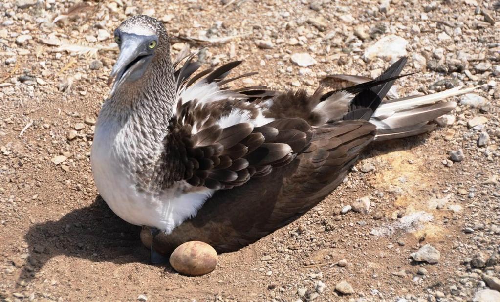 Nesting birds: the colony used to suffer from ticks that damaged parents