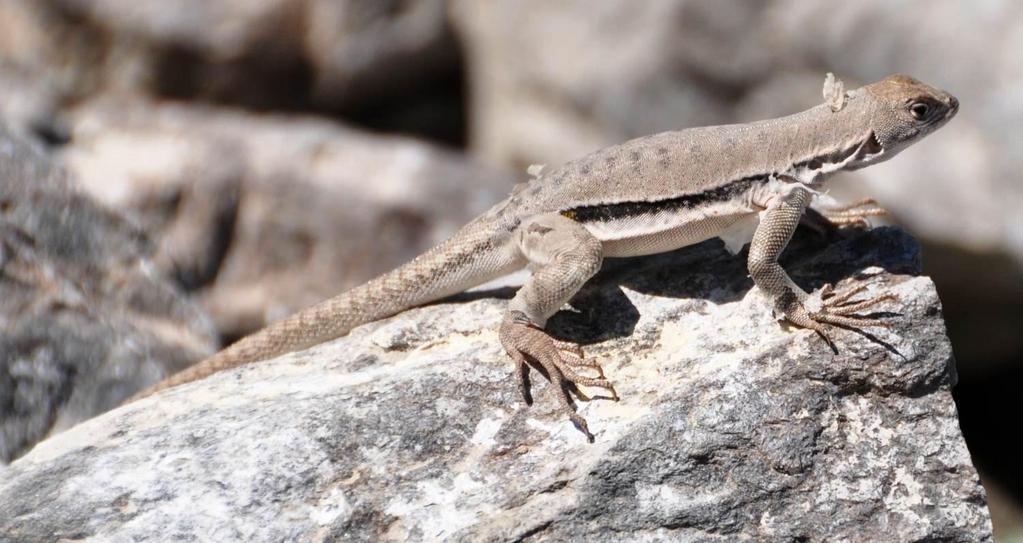 Lizards were introduced from the mainland to eat the ticks.