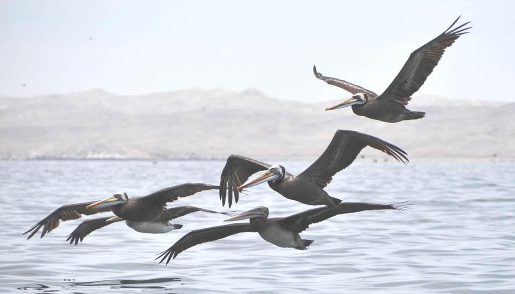 see data about pelican foraging: