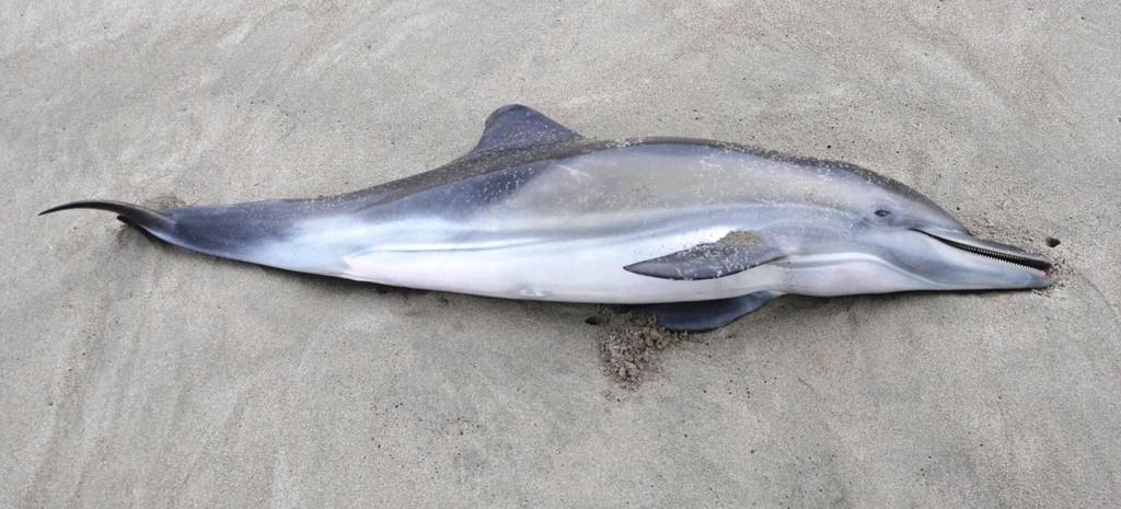 Dolphin juvenile, 115cm long, dead on beach: around 160 dead dolphins (including two different species and a range of sizes) were seen on a 100km stretch of beach from San