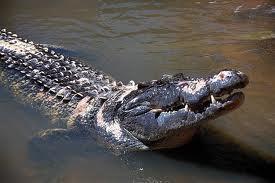 As you understand, this myth teaches the Aborigines to watch out for crocodiles as their attacks are fatal!