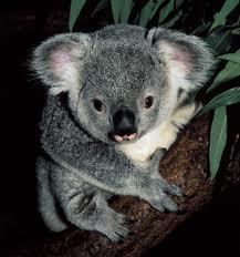 The wombat, the koala, the possum, the wallaby, the Tasmanian