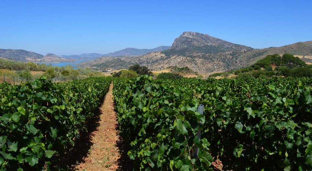 Ronda Price * Visit and activity: 12 euros/person. * Wine blending: 12 euros/persona. * These prices are subject to change. Available throughout the year.