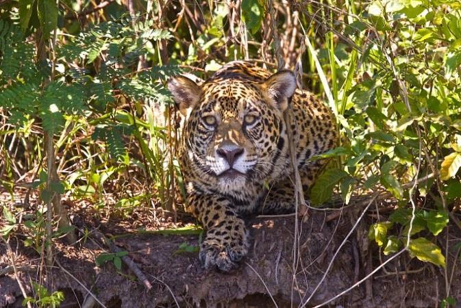 Jaguar Flotel The flotel is the only permanent accommodation in the centre of the Jaguar Zone, which could also be called the Giant Otter Zone, as these 100-km of river channels are by far the best