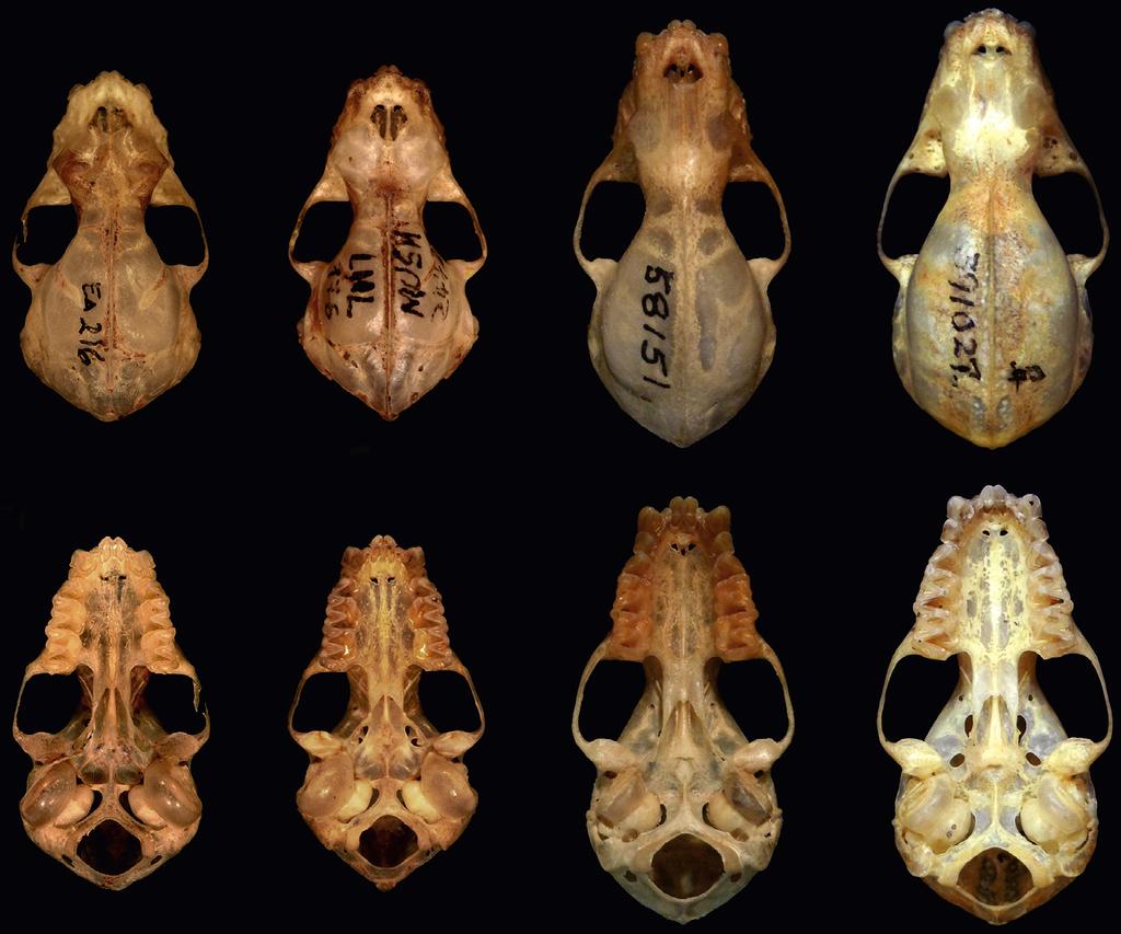 380 N. Hurtado et al. 7 8 9 10 11 12 13 14 Figures 7-14. Dorsal and ventral views of the skull of four species of Mimon: (7-8) M. koepckeae (MUSM 41327); (9-10) M. crenulatum (MUSM 24723); (11-12) M.