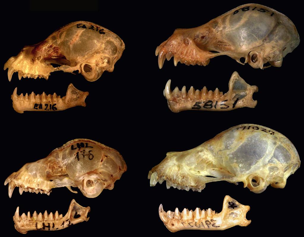 Redescription of Mimon koepckeae 381 15 16 17 18 Figures 15-18. Lateral view of skull and mandible of four species of Mimon: (15) M. koepckeae (MUSM 41327); (16) M. crenulatum (MUSM 24723); (17) M.
