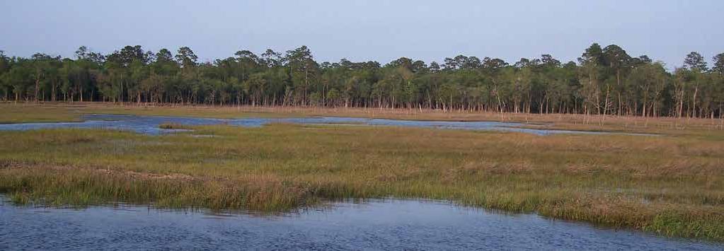 Sheffield Island Camden County, GA 452.5 Total Acres 230 Estimated Upland Acres CONTACT INFORMATION HEADLINE HERE.