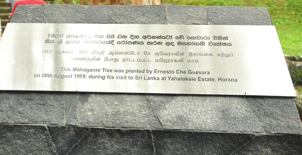 Mahogani tree in his visit to Sri Lanka