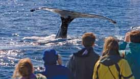 Ashore Sightseeing & entrance fees Special-access permits, park fees, port taxes Transfers to and from group flights The expertise of the expedition staff