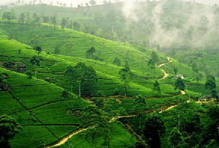 Nuwara Eliya: Tea up, tee off Renowned for its tea estates and