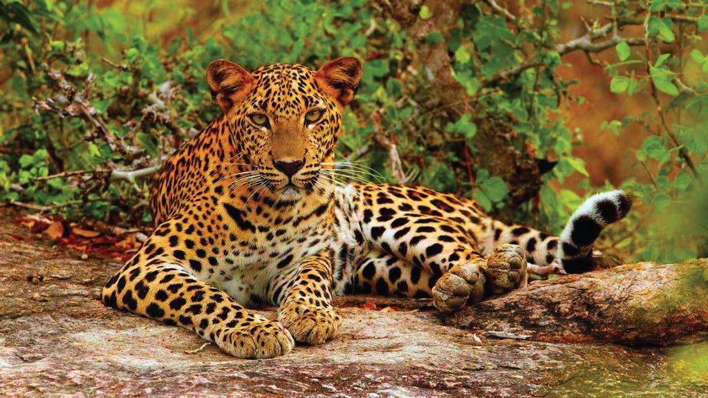 YALA NATIONAL PARK Discover the natural treasures of Sri Lanka s most visited wildlife reserve with a park tracker in search of storks, crocodiles, fan-tailed