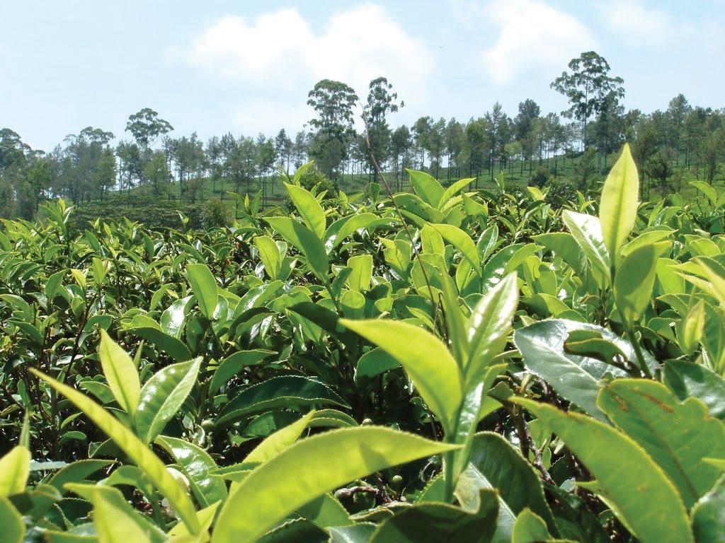 HANDUNUGODA TEA ESTATE This 200-acre estate of tea, rubber, cinnamon, pepper and coconut plantations also features a working museum tea factory with many machines that are over 140 years old.