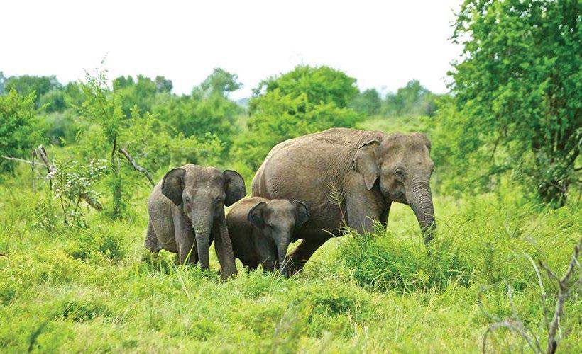 UDAWALAWE NATIONAL PARK Visit the Udawalawe elephant sanctuary for encounters with Sri Lanka s gentle giants, as
