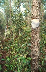 Tapping resin from tropical pine trees