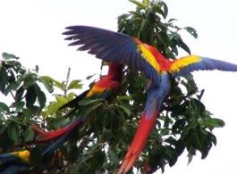 We also go searching for scarlet macaws, the most beautiful birds in Costa Rica, as well as stopping at the Jaco Beach lookout point, for you to take pictures of the beautiful Jaco Bay.