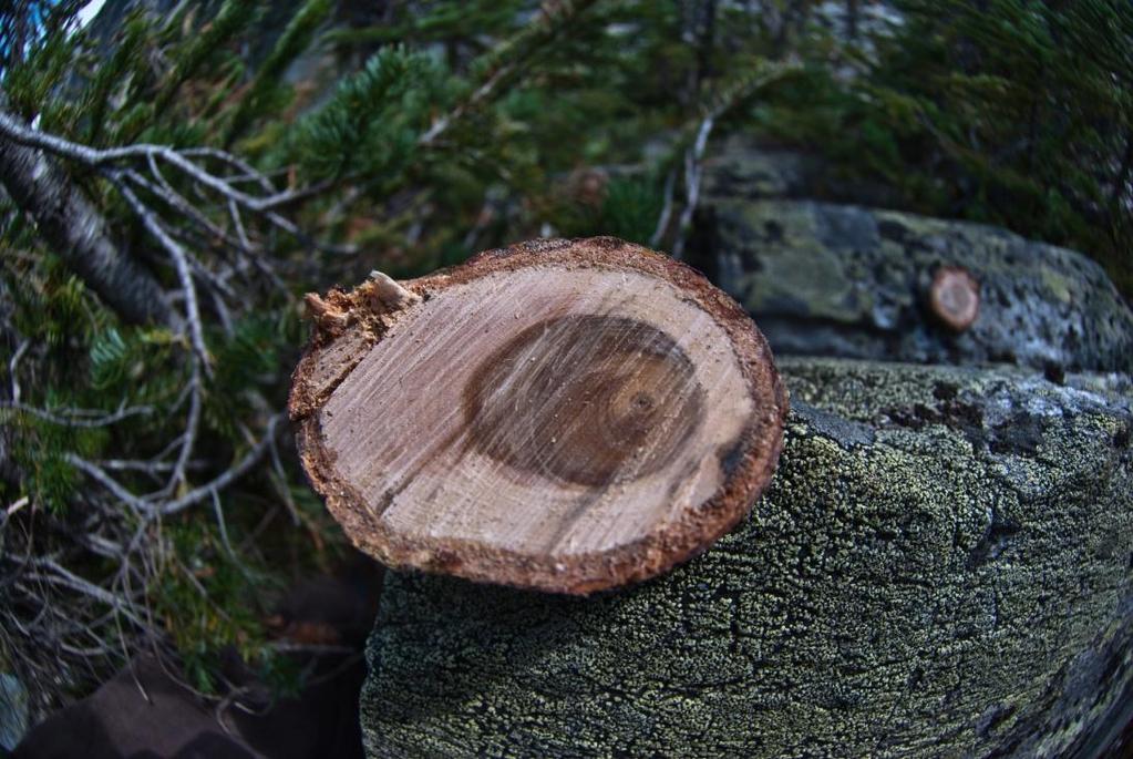 12 Unlike the external evidence of scars, reaction wood is recorded within the tree rings, and is therefore accessed using increment borers or by slicing discs from the tree.
