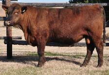 Wt: 1240 BCS: 6 AOD: 5 10-3 27 57 27 13-23 A dark red bull who is made for calving ease and sustainable performance His dam is a great cow moderate-framed, easy-keeping and nice-uddered REA 106 CRS