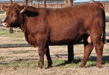 Hd Circ: 46 Dam s Wt: 1270 BCS: 6 AOD: 8 3 03 36 63 13 6 41 The only Frankie son in this year s sale This bull has length and is strong topped He s from the 8029 cow line, so expect strong maternal