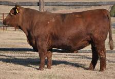 48 13 53 46 Heifer bull out of a moderate framed, easy fleshing cow You will be sure to like this dark red, thick, deep, high capacity bull out of Normandy Canyon REA 108 CHOAT JED X13 58 Born: