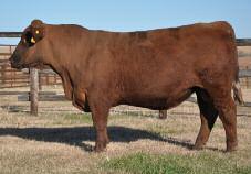 OTT-SHEILA-686-963 B Wt: 80# AOD: 4 0 09 32 57 19 92 37 A deep, thick-made bull that is very balanced phenotypically His dam is a high performing Normandy Canyon daughter with a MPPA of 1091 WR 120,