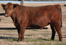 Age- advantaged Red Angus bulls they re bred FORD tough!