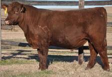 Wt: 78# Hd Circ: 47 Dam s Wt: 1320 BCS: 6 AOD: 6 5-19 30 56 20 8 41 An outstanding 773 son from a top Cherokee cow This bull is long and thick with nice neck extension and powerful individual