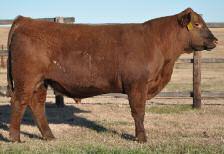 basics of maternal strength, enhanced conversion and carcass superiority This full brother to Lots 1 and 131 is long, with good rib shape and muscle expression through his round REA 107 Dam pictured