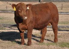 1480 BCS: 7 AOD: 3 11-35 14 32 14 8 76 A clean-made, bold muscled bull with spring-of-rib and the numbers and pedigree to make him an easy heifer bull CRS DIAMND LUSTER 021 26 Born: 4/16/2010 Reg #: