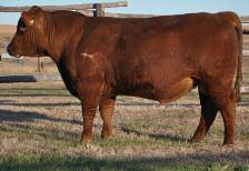 DEVERRE 445 B Wt: 75# Hd Circ: 44 Dam s Wt: ET 12-43 23 49 15 5 49 If building a cowherd with calving ease, soundness and longevity is a priority for you, this bull should make your short list He s
