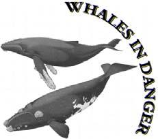 WHALES IN DANGER Watching the World of Whales featuring Whales on the Net http://www.whales.org.au/home.html P O Box 224 WILLOUGHBY NSW 2068 AUSTRALIA Tel/fax: +61 2 9958-2710 email: gclarke@whales.