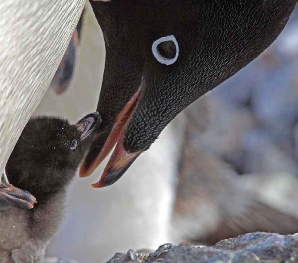 Spring brings new life to the Antarctic Peninsula s Adélie penguins ; E. Kwan Antarctic Peninsula 12 Days Adventurers, explore Antarctica at its most pristine.