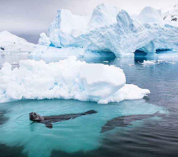 Spend more time spotting Antarctic wildlife, such as crabeater seals; J. Lafferty FLY SAIL NEW Antarctic Peninsula 11 or 12 Days Antarctica at its most accessible!