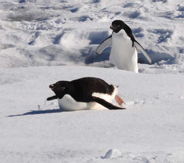 Adélie penguins make the most of summer s midnight sun; H.